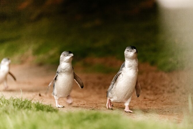 Phillip Island Penguin and Koala Highlights Day-Trip from Melbourne - What general Penguin Parade entry includes