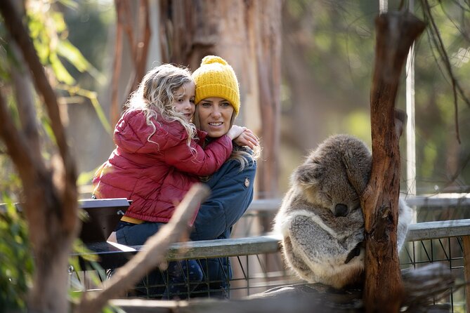 Phillip Island Penguin and Koala Highlights Day-Trip from Melbourne - Meeting koalas at the conservation reserve