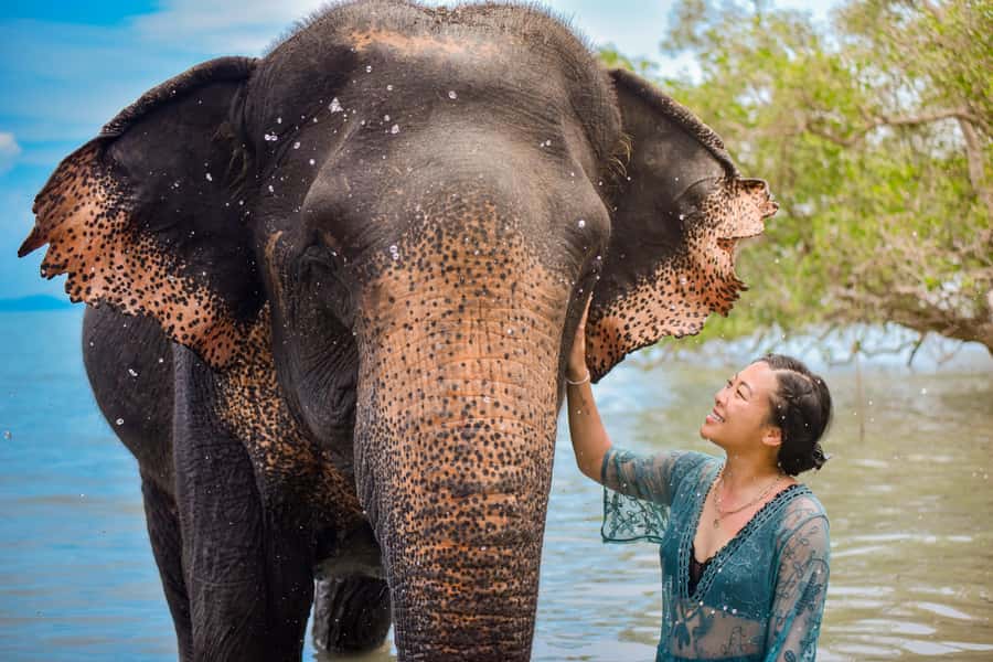 Phuket: Lily Elephant Half day Trip on the Beach with lunch - Key points to know