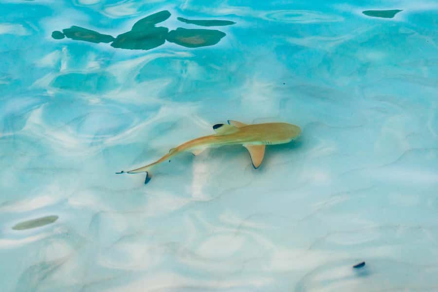 Phuket: Phi Phi Islands Day-Trip by Speed Catamaran - Pileh Lagoon by traditional longtail boat