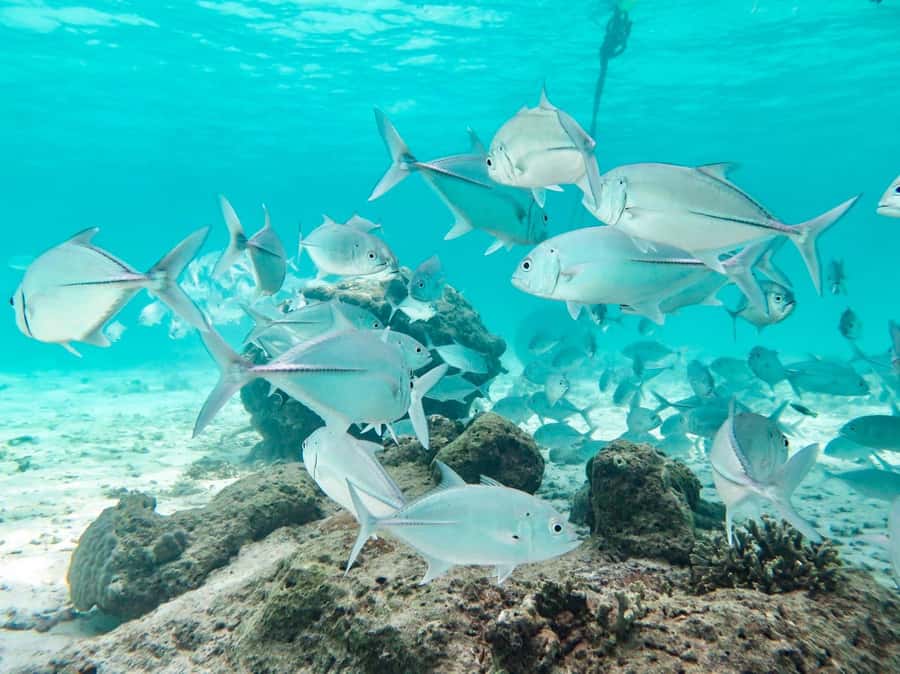 Phuket: Similan Island Full-Day Trip by Speedboat with Meals - Key points at a glance