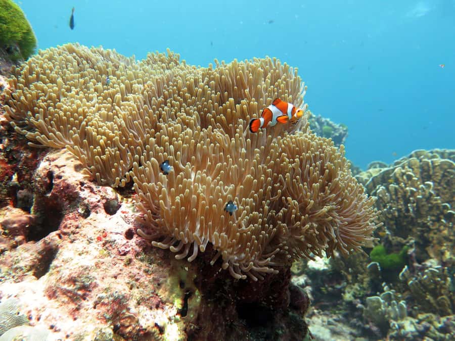Phuket: Similan Island Full-Day Trip by Speedboat with Meals - Why this Similan day works best for first-time visitors