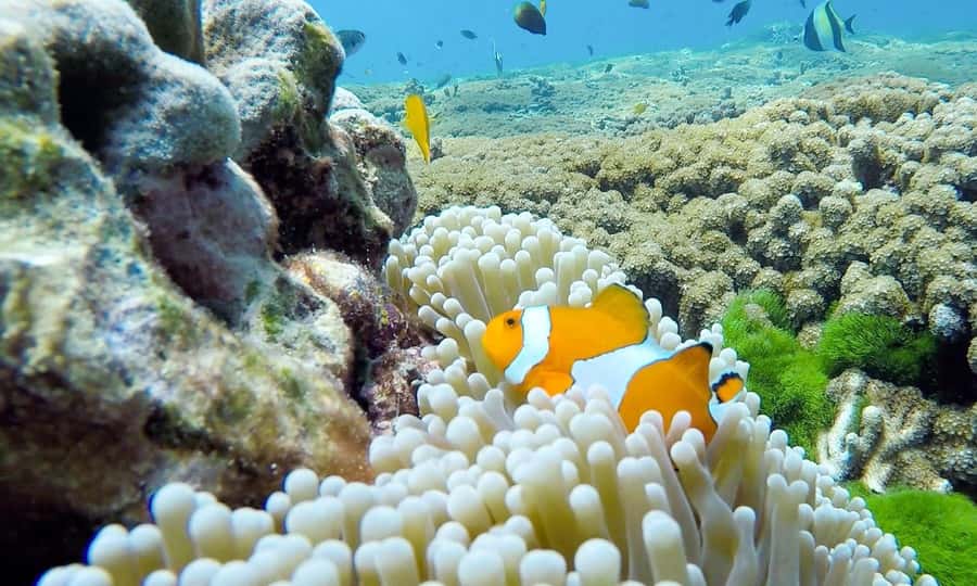 Phuket: Similan Island Full-Day Trip by Speedboat with Meals - Thai buffet lunch before the afternoon water stops