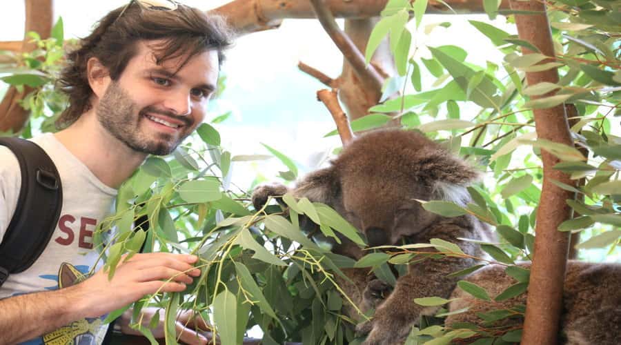 Pinnacles, Koalas, 4WD & Sandboarding Tour from Perth - Key points at a glance