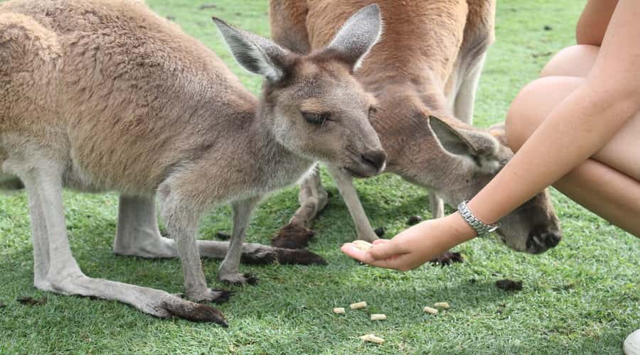 Pinnacles, Koalas, 4WD & Sandboarding Tour from Perth - Cervantes brings fish and chips and a coastal pause