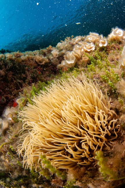 Porto Santo Stefano: Snorkeling Day Trip with Lunch - Who Will Enjoy This Day Most