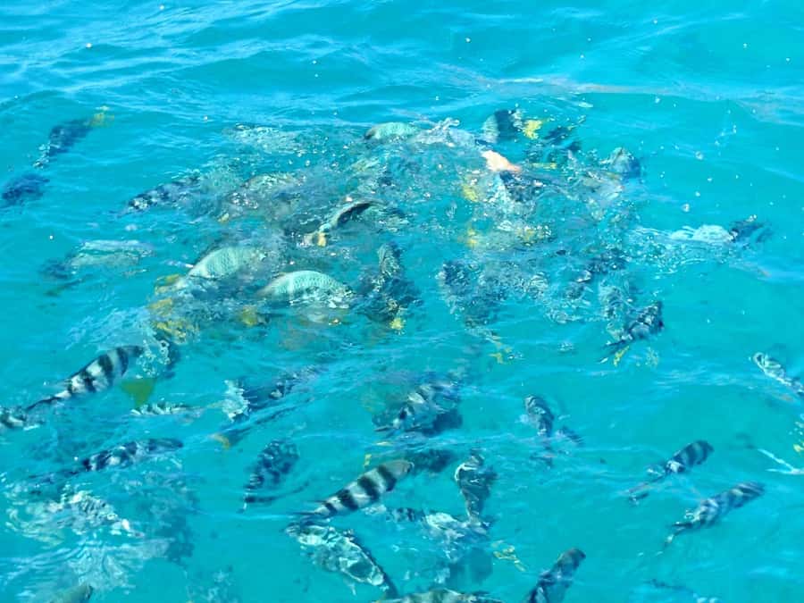 Praslin: Curieuse & St Pierre Island Day Trip with Barbecue - The Creole BBQ on the beach