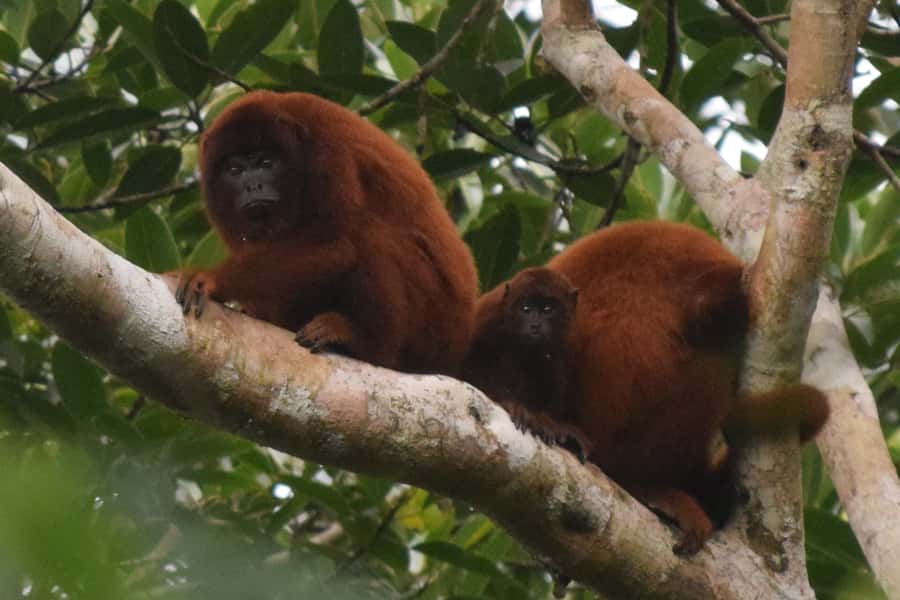 Puerto Maldonado: Sandoval Lake Full-Day Trip with Canoeing - Key points to know before you book