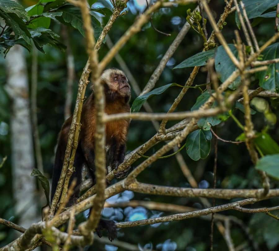 Puerto Maldonado: Sandoval Lake Full-Day Trip with Canoeing - Lunch, rest, and the second wildlife search