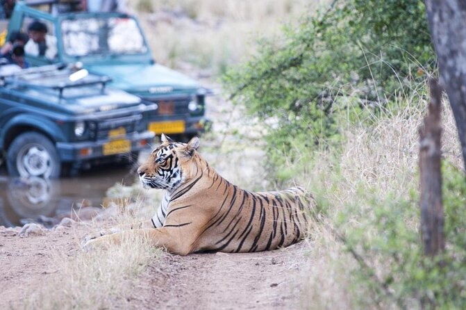 Ranthambore Tiger Safari Day trip from Jaipur - All Inclusive - Key points before you book