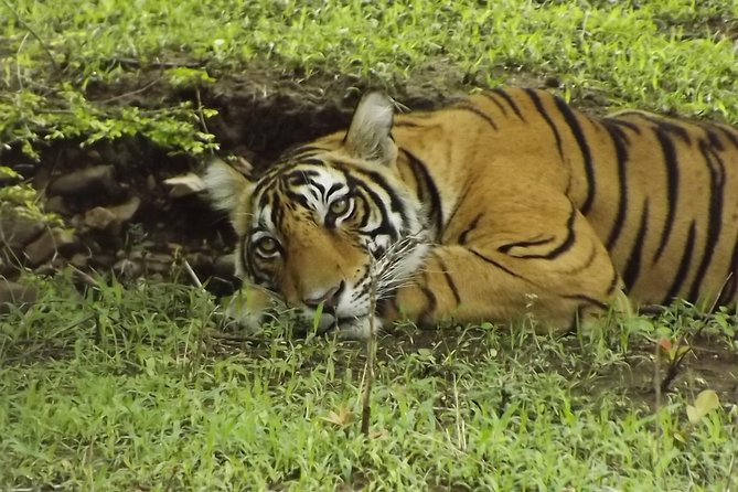 Ranthambore Tiger Safari Day trip from Jaipur - All Inclusive - Private road transport is the strongest part of the package