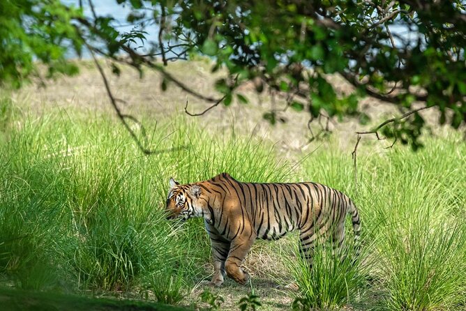 Ranthambore Tiger Safari from Jaipur – 1 or 2 Days - The Rajiv Gandhi Regional Museum stop