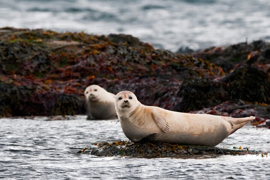Reykjavik: Small-Group Snæfellsnes Day Trip - Why Snæfellsnes feels like Iceland in miniature