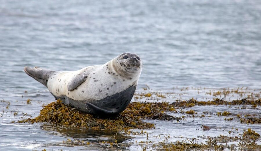 Reykjavik: Snæfellsnes Day Trip with Vatnshellir Lava Cave - Arnarstapi puts you beside cliffs and fishing history