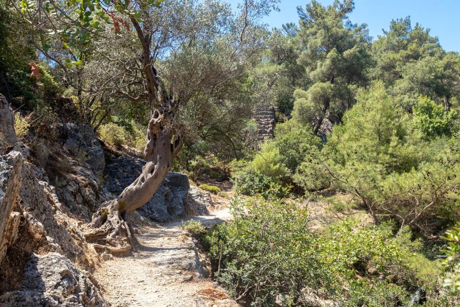 Rhodes: Butterfly Valley and Seven Springs Valley Day Trip - Is $34 good value?