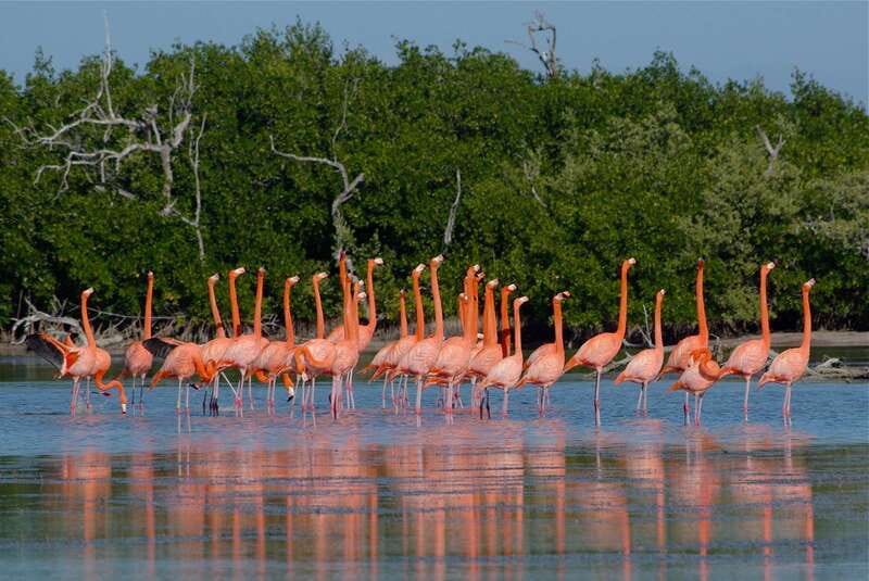 Riviera Maya: Rio Lagartos & Las Coloradas Day Trip w/Lunch - Why Rio Lagartos is worth the long ride