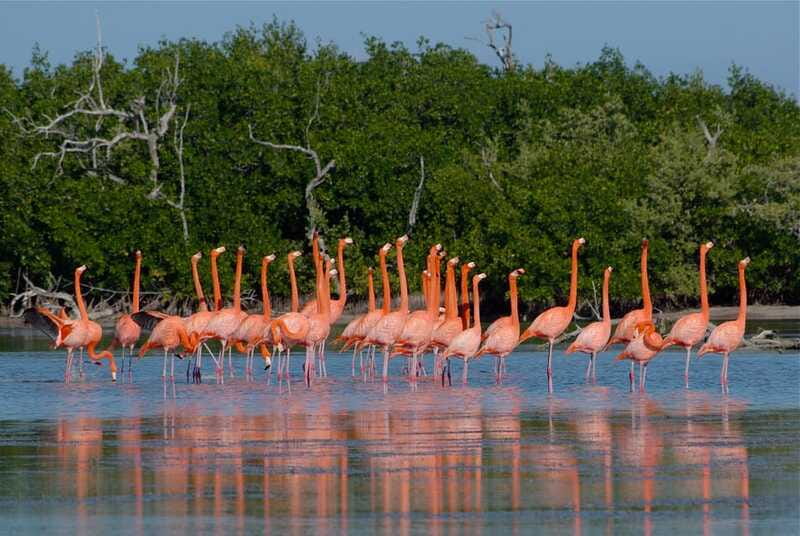 Riviera Maya: Rio Lagartos & Las Coloradas Day Trip w/Lunch - The Mayan bath and Gulf beach rinse