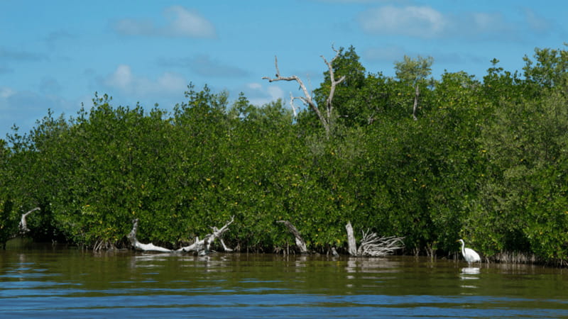 Riviera Maya: Rio Lagartos & Las Coloradas Day Trip w/Lunch - Who will enjoy this day trip?