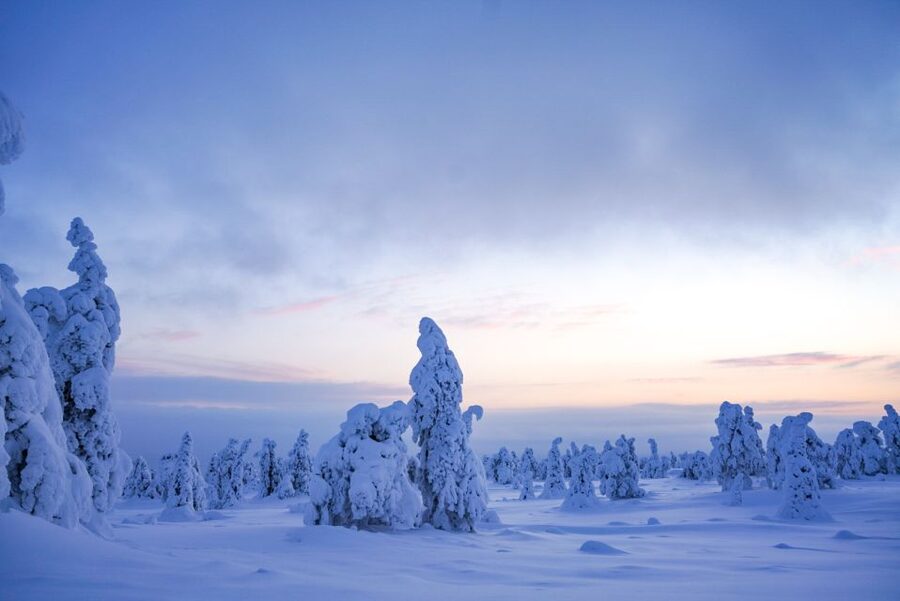 Rovaniemi: Riisitunturi National Park Day Trip with Lunch - The guide makes the difference