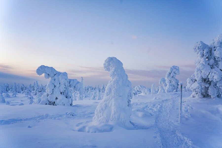 Rovaniemi: Riisitunturi National Park Day Trip with Lunch - Photo opportunities and wildlife