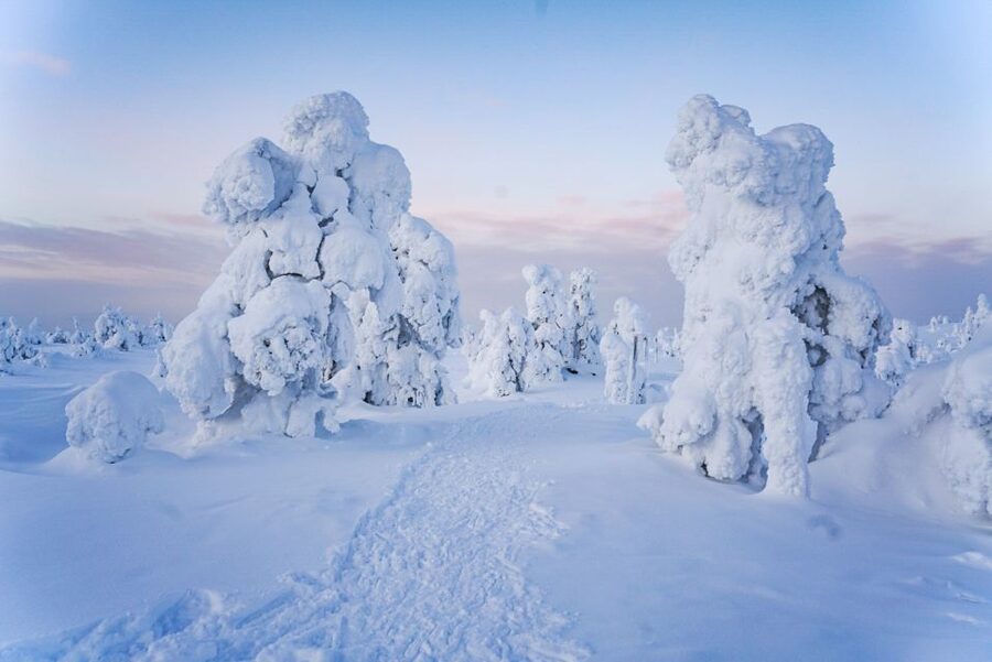 Rovaniemi: Riisitunturi National Park Day Trip with Lunch - Is the $223 price fair?