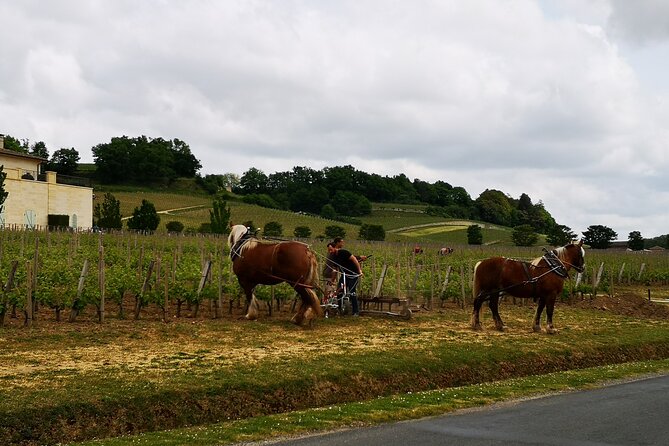 Saint Emilion Half-Day Trip with Wine Tasting & Winery Visit from Bordeaux - Why Saint-Émilion makes a strong half-day from Bordeaux