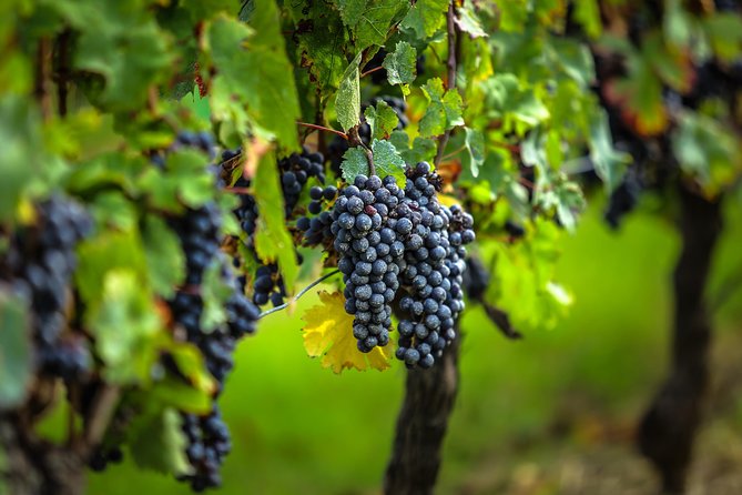 Saint Emilion Half-Day Trip with Wine Tasting & Winery Visit from Bordeaux - Leaving Bordeaux in an eight-seat minivan