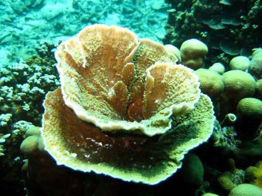 Samui: Angthong National Marine Park Day Trip by Speedboat - Lunch, seasonal fruit, and time to cool off
