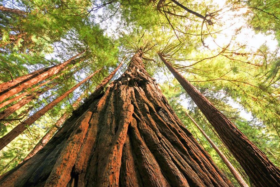 San Francisco: Muir Woods and Sausalito Half-Day Trip - Sausalito brings a very different mood