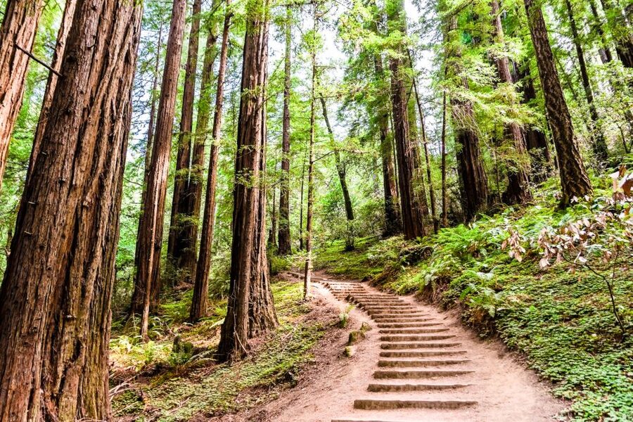San Francisco: Muir Woods and Sausalito Half-Day Trip - Returning by mini-bus or choosing the ferry