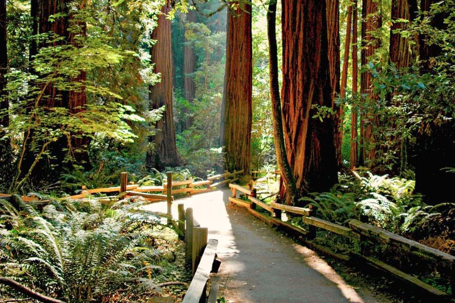 San Francisco: Muir Woods and Sausalito Half-Day Trip - Who should book this San Francisco day trip?