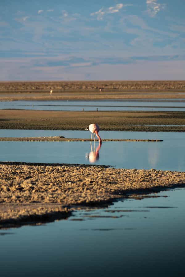 San Pedro de Atacama: Red Rocks & Altiplano Lagoons Day Trip - What this full-day Atacama trip is really like