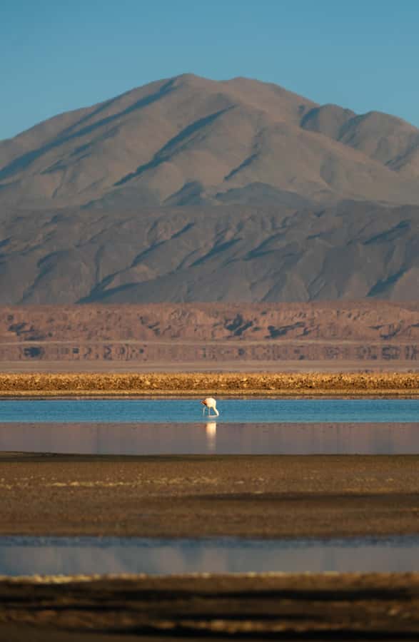 San Pedro de Atacama: Red Rocks & Altiplano Lagoons Day Trip - Tropic of Capricorn breakfast stop