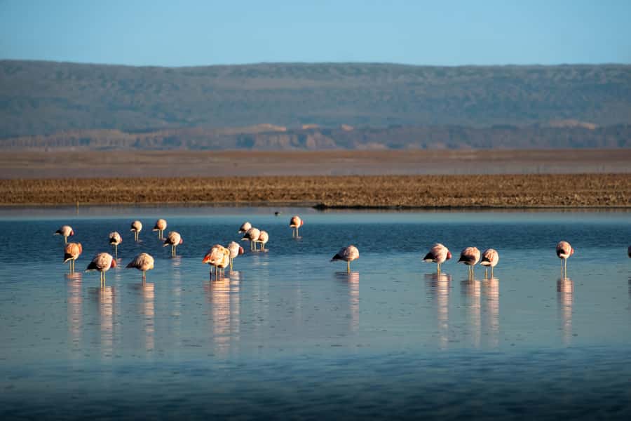 San Pedro de Atacama: Red Rocks & Altiplano Lagoons Day Trip - Lunch in the high desert