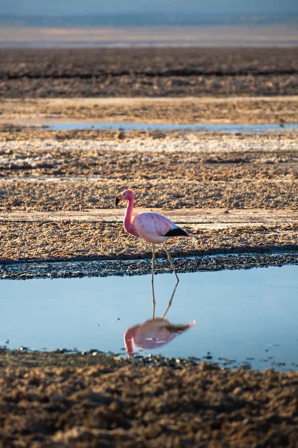 San Pedro de Atacama: Red Rocks & Altiplano Lagoons Day Trip - Guides, drivers, and the value of the commentary