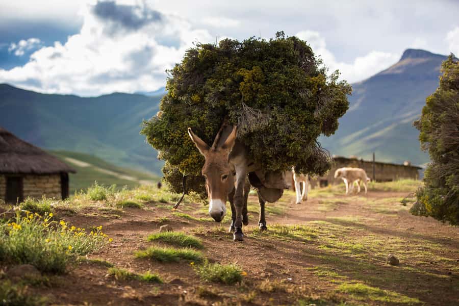Sani Pass Day Tour from Underberg - South African and Lesotho border control