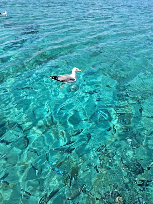 Santa-Giulia: Half-day trip to the Lavezzi Islands - What the captain adds to the outing