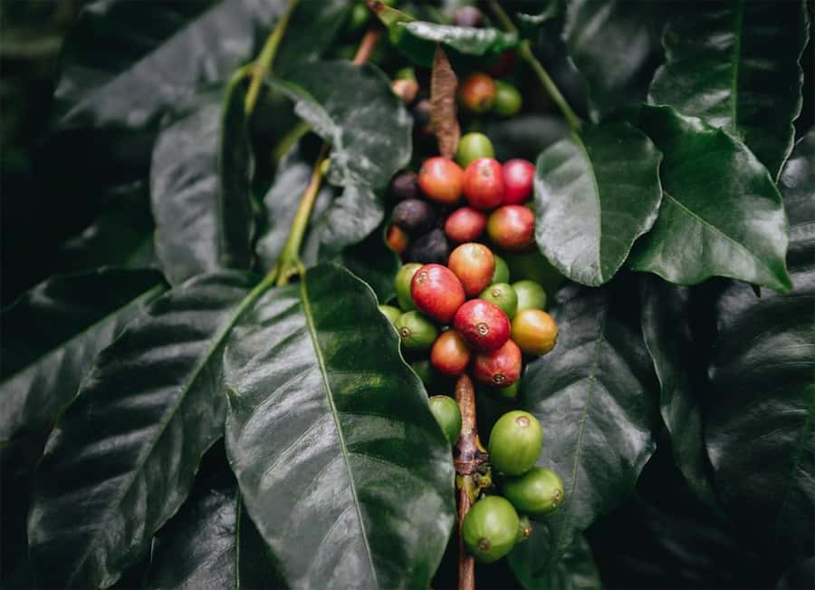Santa Marta: Minca Coffee, Cocoa, & Waterfall Full-Day Trip - Why Minca makes a good day outside Santa Marta