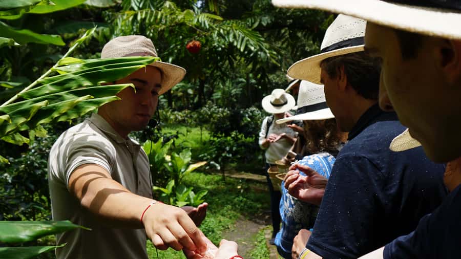 Santa Marta: Minca Coffee, Cocoa, & Waterfall Full-Day Trip - Hiking into Minca’s coffee country