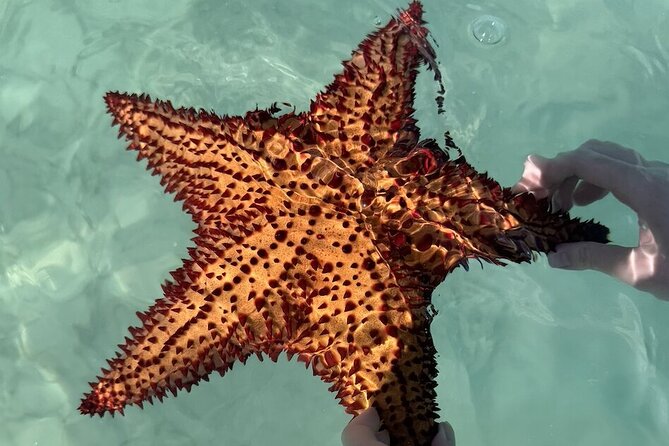 Saona Island Day Trip From Punta Cana with Lunch and Open Bar - Saona Island: beautiful, busy, and time-limited