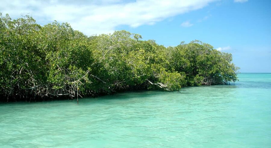 Saona Island: Small Group Virgin Beaches Cruise Day Trip - Canto de la Playa, Saona’s quiet beach stop