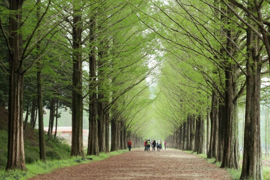 Seoul: Gangwon-do Day Trip with Alpaca World & Nami Island - The long ride from Seoul to Alpaca World