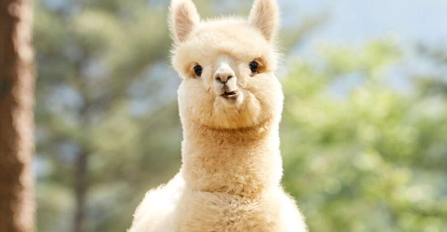 Seoul: Gangwon-do Day Trip with Alpaca World & Nami Island - Lunch gives the schedule a useful pause