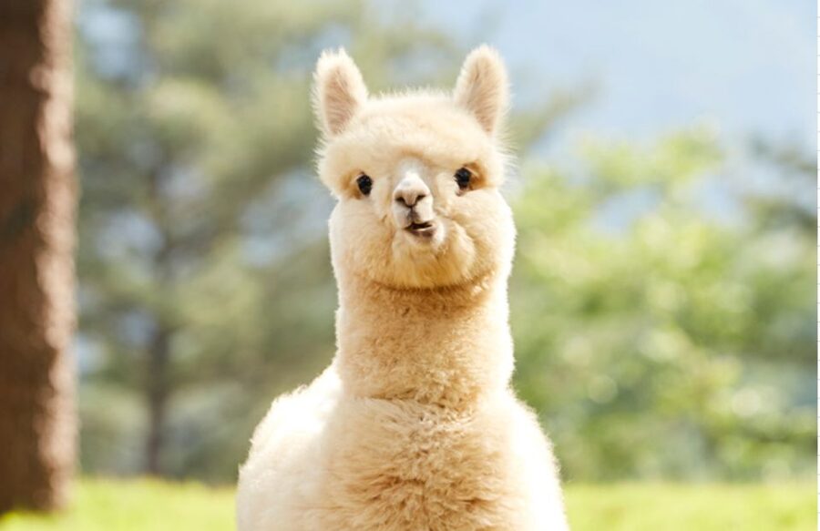 Seoul: Gangwon-do Day Trip with Alpaca World & Nami Island - Choose the Bukhan River rail bike for active scenery