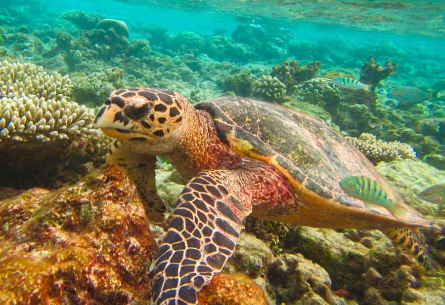Similan Islands Early-Bird Tour From Phuket and Khao Lak! - Three snorkel stops with a good chance of turtles