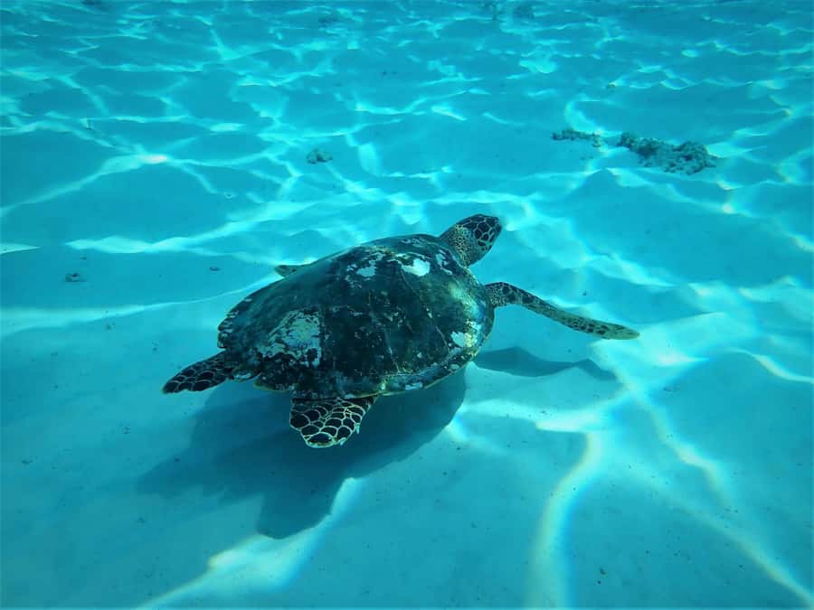 Similan Islands Early-Bird Tour From Phuket and Khao Lak! - Food, drinks, and the useful little touches