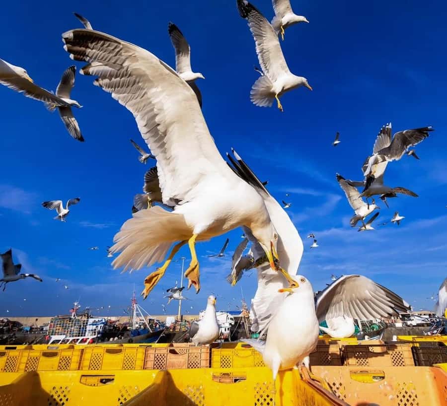 Small-Group Day Trip from Marrakech to Essaouira Mogador - Four hours to explore the Essaouira medina