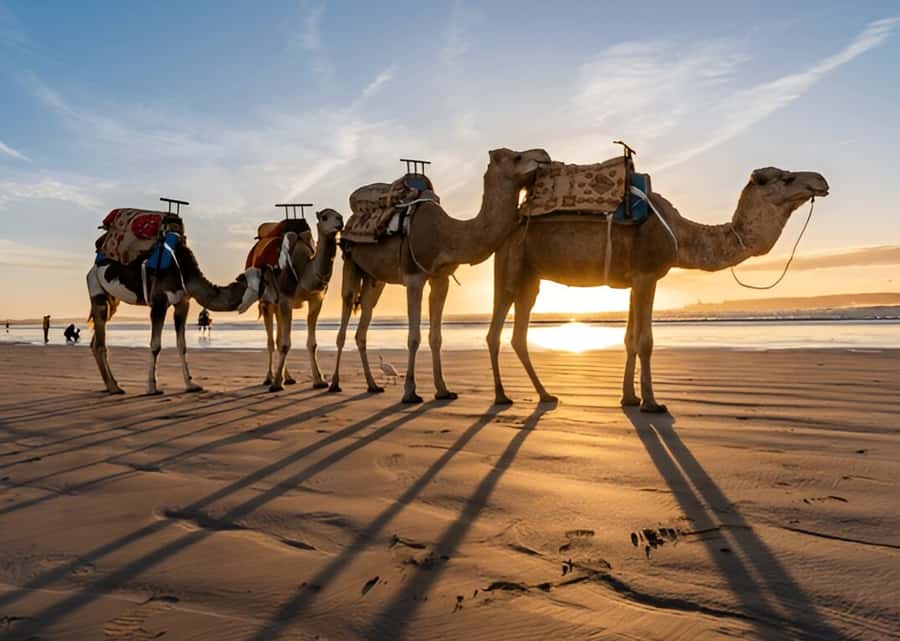 Small-Group Day Trip from Marrakech to Essaouira Mogador - The return journey to Marrakech