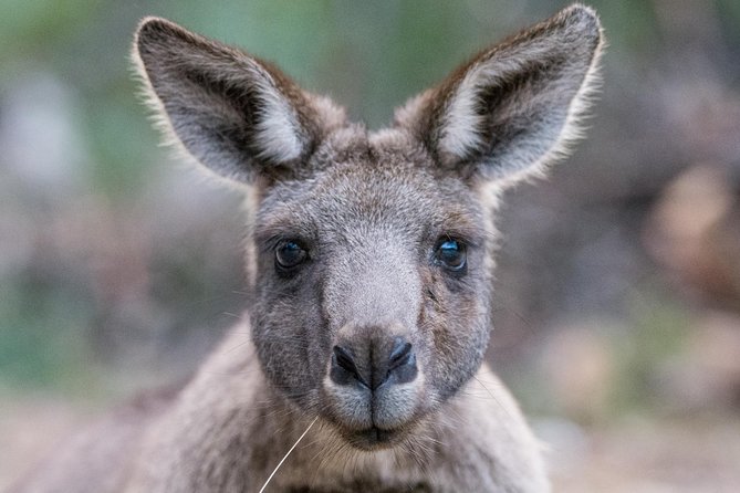 Small-Group Grampians Great Wildlife Escape Day Trip with Hiking - Key points at a glance