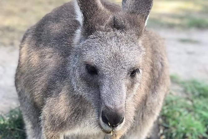 Small-Group Phillip Island Afternoon Day Trip from Melbourne - Is $150.01 good value?